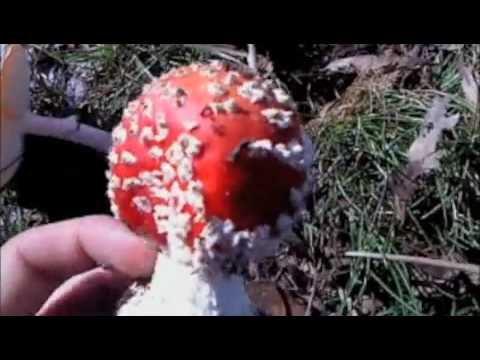 Amanita Muscaria - Visual Identification - Victoria, Australia.: Insane Video
Amanita Muscaria - Visual Identification - Victoria, Australia.: Insane Video