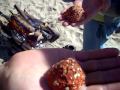 Magic-Mushroom.com: Сушёный Мухомор
Magic-Mushroom.com: Сушёный Мухомор