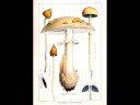 Ganja And Shrooms.: Great Video
Ganja And Shrooms.: Great Video