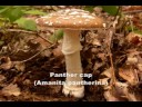 Come see: How to Tell Poison Mushrooms From Good Ones
