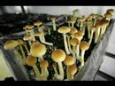 I Love The Psilocybins
