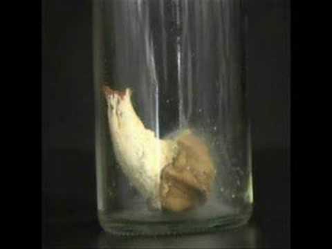 Awesome Video: Amanita Muscaria Resurrection by The Ambrosia Society
Awesome Video: Amanita Muscaria Resurrection by The Ambrosia Society