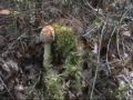 Amanita muscaria Ovolo malefico on YouTube
Amanita muscaria Ovolo malefico on YouTube