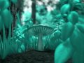 News: The Magic Mushrooms - Never Let Go
