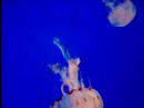 Jellyfish at Monterey Bay Aquarium: Killer Video
Jellyfish at Monterey Bay Aquarium: Killer Video