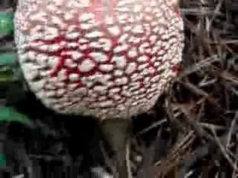 Amanita Muscaria!!! Media
Amanita Muscaria!!! Media