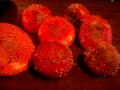 Videos Setas de Brazuelo: Amanita Muscaria Matamoscas
Videos Setas de Brazuelo: Amanita Muscaria Matamoscas