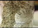 Magic mushroom growing PF TEK: Must see
Magic mushroom growing PF TEK: Must see