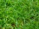 magic mushroom picking Video
