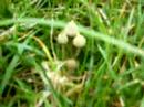 Come see: magic mushroom piking 2
Come see: magic mushroom piking 2