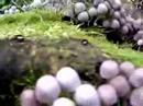 Magic Mushroom?: Killer Video
Magic Mushroom?: Killer Video