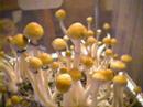 magic-mushroom.com: Magic Mushroom Strains 1/3
