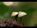 Must see Video: Magic Mushroom Strains 2/3
Must see Video: Magic Mushroom Strains 2/3