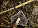 Come see: Magic Mushroom Strains 3/3
Come see: Magic Mushroom Strains 3/3