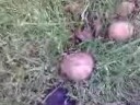 Magic Mushrooms!: Must see
Magic Mushrooms!: Must see
