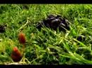 magic mushrooms on YouTube
magic mushrooms on YouTube