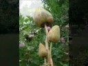 magic mushrooms, garden ornaments, wooden crosses, wooden ga: Insane Video
magic mushrooms, garden ornaments, wooden crosses, wooden ga: Insane Video