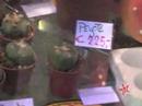 Learn all about: Magic Mushrooms in Amsterdam
Learn all about: Magic Mushrooms in Amsterdam
