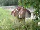 Shroomies Magic mushrooms
Shroomies Magic mushrooms
