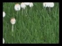 magic mushrooms? Media
magic mushrooms? Media