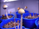 magic mushrooms timelapse with circus music: Killer Video
