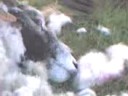 Must see Video: Magical Mushroom Pickin'
Must see Video: Magical Mushroom Pickin'