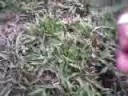 Awesome Video: Mushroom Hunting Trinidad & Tobago
