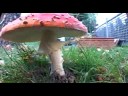 Shroom: Mushroom time lapse Amanita Muscaria
Shroom: Mushroom time lapse Amanita Muscaria