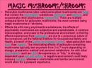 MUSHROOMS: Insane Video
MUSHROOMS: Insane Video