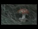 Video on: Night of the magic mushrooms
Video on: Night of the magic mushrooms