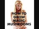 Paris Hilton Shows You How to Grow Magic Mushrooms
Paris Hilton Shows You How to Grow Magic Mushrooms