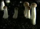 Polylux - Magic Mushrooms, Magische Pilze. Media
Polylux - Magic Mushrooms, Magische Pilze. Media