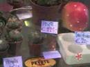 Learn all about: Professionalrockstars.com - Your Guide to Magic Mushrooms?
Learn all about: Professionalrockstars.com - Your Guide to Magic Mushrooms?