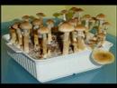 Magic Mushroom ~ Psilocybe and Other Mushrooms
