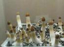magic-mushroom.com= Psilocybe cubensis magic-mushroom.com= Psilocybe cubensis