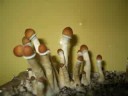 News: Psilocybe cubensis shrooms mushrooms News: Psilocybe cubensis shrooms mushrooms
