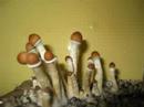 Magic-Mushroom.com Psilocybe Cubensis Time Lapse Magic Mushrooms
Magic-Mushroom.com Psilocybe Cubensis Time Lapse Magic Mushrooms