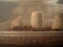 Psilocybe fruiting chamber: Insane Video
Psilocybe fruiting chamber: Insane Video