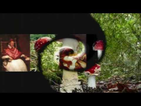 Learn all about: Amanita Muscaria - The Fly Mushroom
Learn all about: Amanita Muscaria - The Fly Mushroom