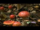 ベニテングタケ amanita muscaria
ベニテングタケ amanita muscaria