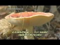 Net Videos vliegenzwam - amanita muscaria -  fly agaric
