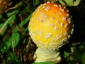 YouTube: Amanita amerimuscaria/Amanita var. guessowii
YouTube: Amanita amerimuscaria/Amanita var. guessowii
