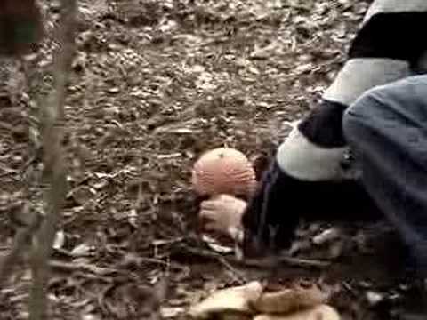 Magic-Mushroom.com Amanita Gigante
