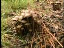Video The Hunt for Wild Magic Mushrooms 4 of 4
Video The Hunt for Wild Magic Mushrooms 4 of 4