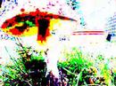 Video on: Time lapse mushroom opening the way it should be...
Video on: Time lapse mushroom opening the way it should be...