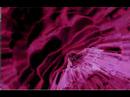 Magic Mushroom - Trippy
Magic Mushroom - Trippy