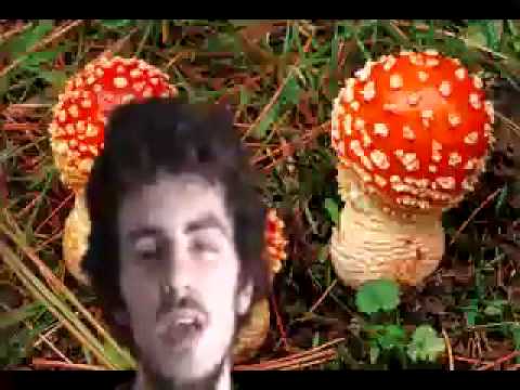 Great Video: Shaktipat Sage - Amanita Muscaria - Aktywacja ciała świetlistego napisy PL
