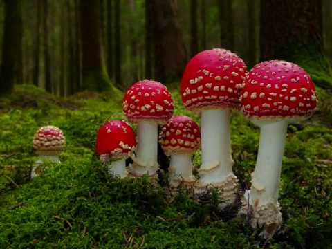 Shroom: Amanita Musarcia Trip
Shroom: Amanita Musarcia Trip