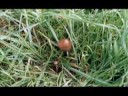 magic-mushroom.com: wild magic mushrooms what thay look like pick your own
