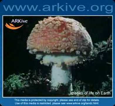 Fly agaric Amanita muscaria: Killer Video

